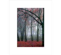 Wee Blue Coo Nature Forest Tree Autumn Fall Beautiful Red Wall Art Print