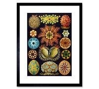 Wee Blue Coo Nature Haeckel Ernst Plankton Sea Biology Germany Vintage Art Framed Wall Art Print