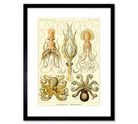 Wee Blue Coo Nature Haeckel Octopus Biology Germany Framed Wall Art Print