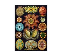 Wee Blue Coo Nature Haeckel Plankton Sea Germany Picture Wall Art Print