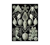 Wee Blue Coo Nature Haeckel Sea Creatures Germany Picture Wall Art Print