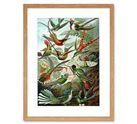 Wee Blue Coo Nature Hummingbird Ernst Haeckel Germany Framed Art Print Picture F12X602