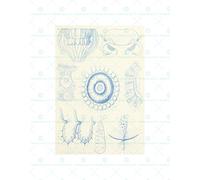 Wee Blue Coo Nature Medusae Ernst Haeckel Science E Wall Art Print