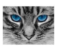 Wee Blue Coo Nature Photo Cat Blue Eye Tabby Pet Picture Canvas Print