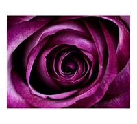 Wee Blue Coo Nature Photo Purple Rose Petal Flower Picture Canvas Print