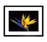 Wee Blue Coo Nature Plant Flower Bird Paradise Exotic Beautiful Framed Wall Art Print