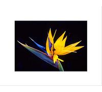 Wee Blue Coo Nature Plant Flower Bird Paradise Exotic Beautiful Wall Art Print