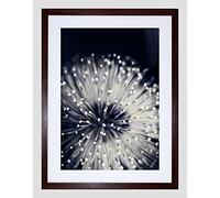 Wee Blue Coo Nature Plant Flower Black White Beautiful Framed Wall Art Print