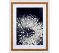 Wee Blue Coo Nature Plant Flower Black White Beautiful Framed Wall Art Print