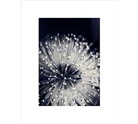 Wee Blue Coo Nature Plant Flower Black White Beautiful Wall Art Print