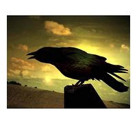 Wee Blue Coo Nature Raven Silhouette Black Bird Art Print Poster Wall Decor 12X16 Inch