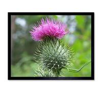 Wee Blue Coo Nature Scottish Thistle Head Art Print Framed Poster Wall Decor 12X16 Inch