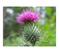 Wee Blue Coo Nature Scottish Thistle Head Art Print Poster Wall Decor 12X16 Inch
