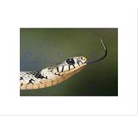 Wee Blue Coo Nature Serpent Snake Tongue Reptile Beautiful Cool Wall Art Print