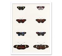 Wee Blue Coo Nature Study Humboldt Butterflies Dark Art Print Framed Poster Wall Decor 12x16 inch