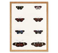 Wee Blue Coo Nature Study Humboldt Butterflies Dark Art Print Framed Poster Wall Decor 12x16 inch