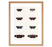 Wee Blue Coo Nature Study Humboldt Butterflies Dark Artwork Framed Wall Art Print 12X16 Inch
