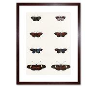 Wee Blue Coo Nature Study Humboldt Butterflies Dark Artwork Framed Wall Art Print 12X16 Inch