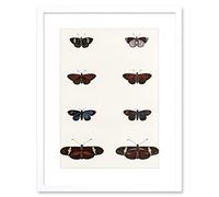 Wee Blue Coo Nature Study Humboldt Butterflies Dark Artwork Framed Wall Art Print 12X16 Inch