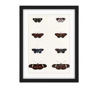 Wee Blue Coo Nature Study Humboldt Butterflies Dark Artwork Framed Wall Art Print 18X24 Inch
