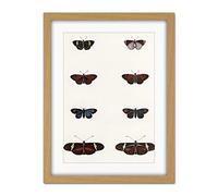 Wee Blue Coo Nature Study Humboldt Butterflies Dark Artwork Framed Wall Art Print 18X24 Inch