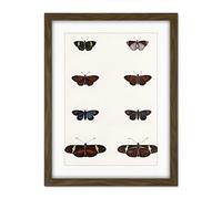 Wee Blue Coo Nature Study Humboldt Butterflies Dark Artwork Framed Wall Art Print 18X24 Inch