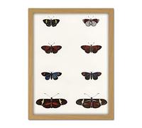 Wee Blue Coo Nature Study Humboldt Butterflies Dark Artwork Framed Wall Art Print 18X24 Inch