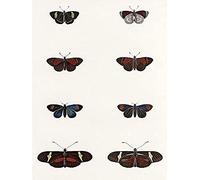 Wee Blue Coo Nature Study Humboldt Butterflies Dark Unframed Art Print Poster Wall Decor 12X16 Inch