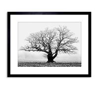 Wee Blue Coo Oak Tree B&W Mist Fog Photo Framed Wall Art Print