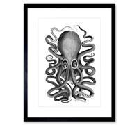 Wee Blue Coo Octopus Vintage Illustration Art Print Framed Poster Wall Decor 12x16 inch