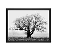 Wee Blue Coo Old Oak Tree Black White Mist Fog Photo Art Large Framed Art Print Poster Wall Decor 18x24 inch