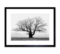 Wee Blue Coo Old Oak Tree Black White Mist Fog Photo 12x16" Framed Wall Art Print, Grey