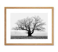 Wee Blue Coo Old Oak Tree Black White Mist Fog Photo Framed Art Print Picture & Mount F12X634