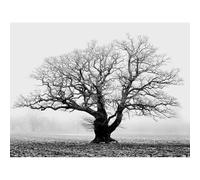 Wee Blue Coo Old Oak Tree Black White Mist Fog Photo Wall Art Print