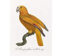 Wee Blue Coo Orange Bird Vintage Illustration Art Print Poster Wall Decor 12X16 Inch