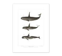 Wee Blue Coo Orca Killer Whales Art Print Canvas Premium Wall Decor Poster