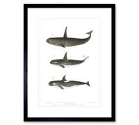 Wee Blue Coo Orca Killer Whales Art Print Framed Poster Wall Decor 12x16 inch