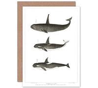Wee Blue Coo Orca Killer Whales Greeting Card With Envelope Inside Premium Quality