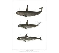 Wee Blue Coo Orca Killer Whales Unframed Art Print Poster Wall Decor 12x16 inch
