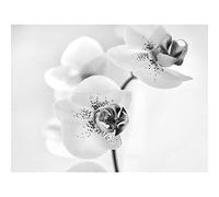 Wee Blue Coo Orchid Flower Black White Photo Art Picture Canvas Print