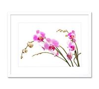 Wee Blue Coo Orchid Flower Pink Blossom Art Framed Wall Art Print