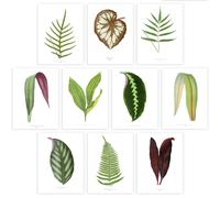 Wee Blue Coo Pack of 10 Bright Vintage Leaf Audubon Style Detailed Botanical Study Unframed Wall Art Living Room Prints Set in Green Wee Blue Coo Green