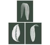 Wee Blue Coo Pack of 3 Forest Green Plant Tree Leaf Detailed Foliage Botanical Invert Colour Unframed Wall Art Living Room Prints Set Wee Blue Coo Green