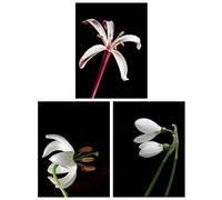 Wee Blue Coo Pack of 3 Macro Photo Flower Bloom Petal Anther and Stem Photography on Black Unframed Wall Art Living Room Prints Set