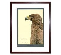 Wee Blue Coo Painting Abyssinia Bird Mammal Fuertes African Tawny Eagle Framed Wall Art Print