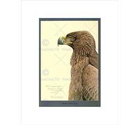 Wee Blue Coo Painting Abyssinia Bird Mammal Fuertes African Tawny Eagle Wall Art Print