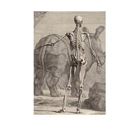 Wee Blue Coo Painting Anatomy Wandelaar Musculorum Tabula Wall Art Print