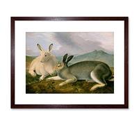 Wee Blue Coo Painting Animal Audubon American Arctic Hare Framed Wall Art Print