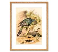 Wee Blue Coo Painting Animal Bird Hullmandel Kakapo Owl Parrot Framed Wall Art Print