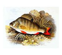 Wee Blue Coo Painting Animal Fish An Perch Lydon Art Print Poster Wall Decor 12X16 Inch